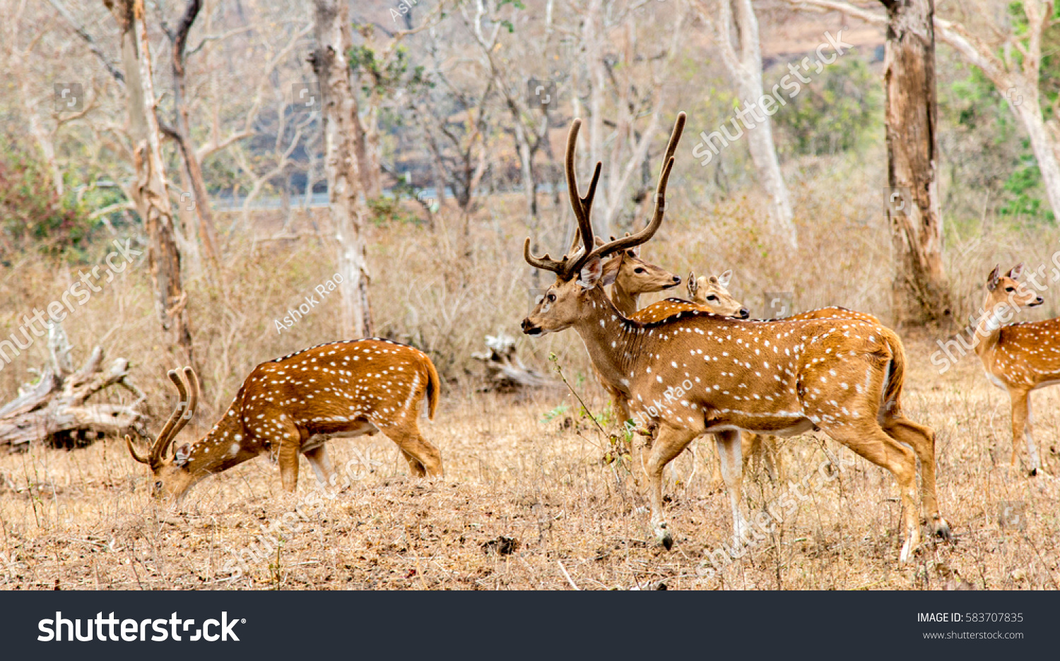 Wildlife sanctuary at Mudumalai
